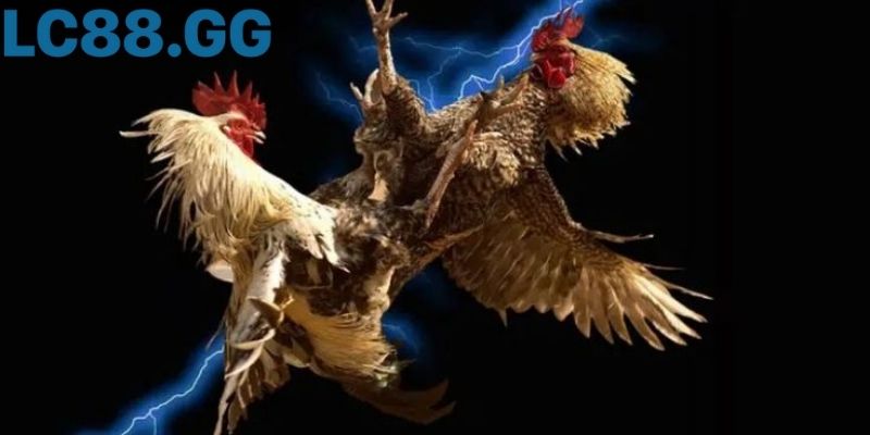 đá gà c3: toàn cảnh luật, kinh nghiệm xem hay và xu hướng số Cú quạt cánh quyết định trong hiệp cuối