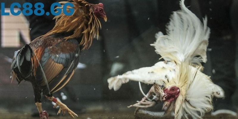 Đá gà Sv388: Trải nghiệm hệ thống thi đấu hiện đại nhất Khán giả theo dõi nhiều góc quay cùng lúc