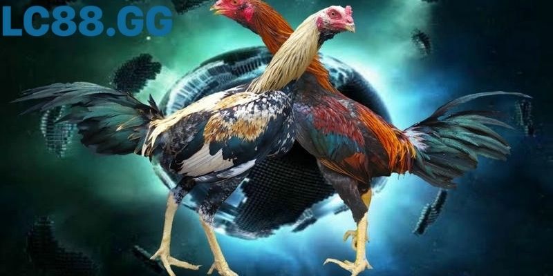 Đá gà Sv388: Trải nghiệm hệ thống thi đấu hiện đại nhất Giao diện bình luận trực tiếp của người xem