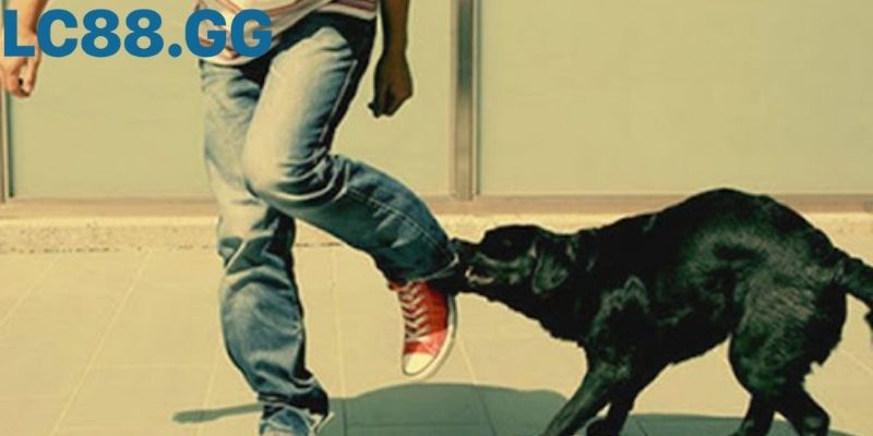 Giải mã giấc mơ chó cắn: Tốt hay xấu sắp tới? Giấc mơ thấy chó cắn chân cảnh báo trắc trở sắp tới