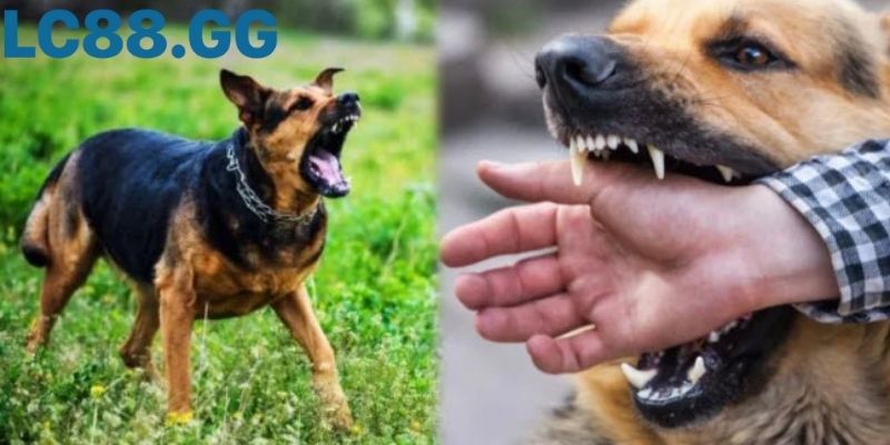 Giải mã giấc mơ chó cắn: Tốt hay xấu sắp tới? Giấc mơ chó cắn người thân và ý nghĩa mối quan hệ xung quanh